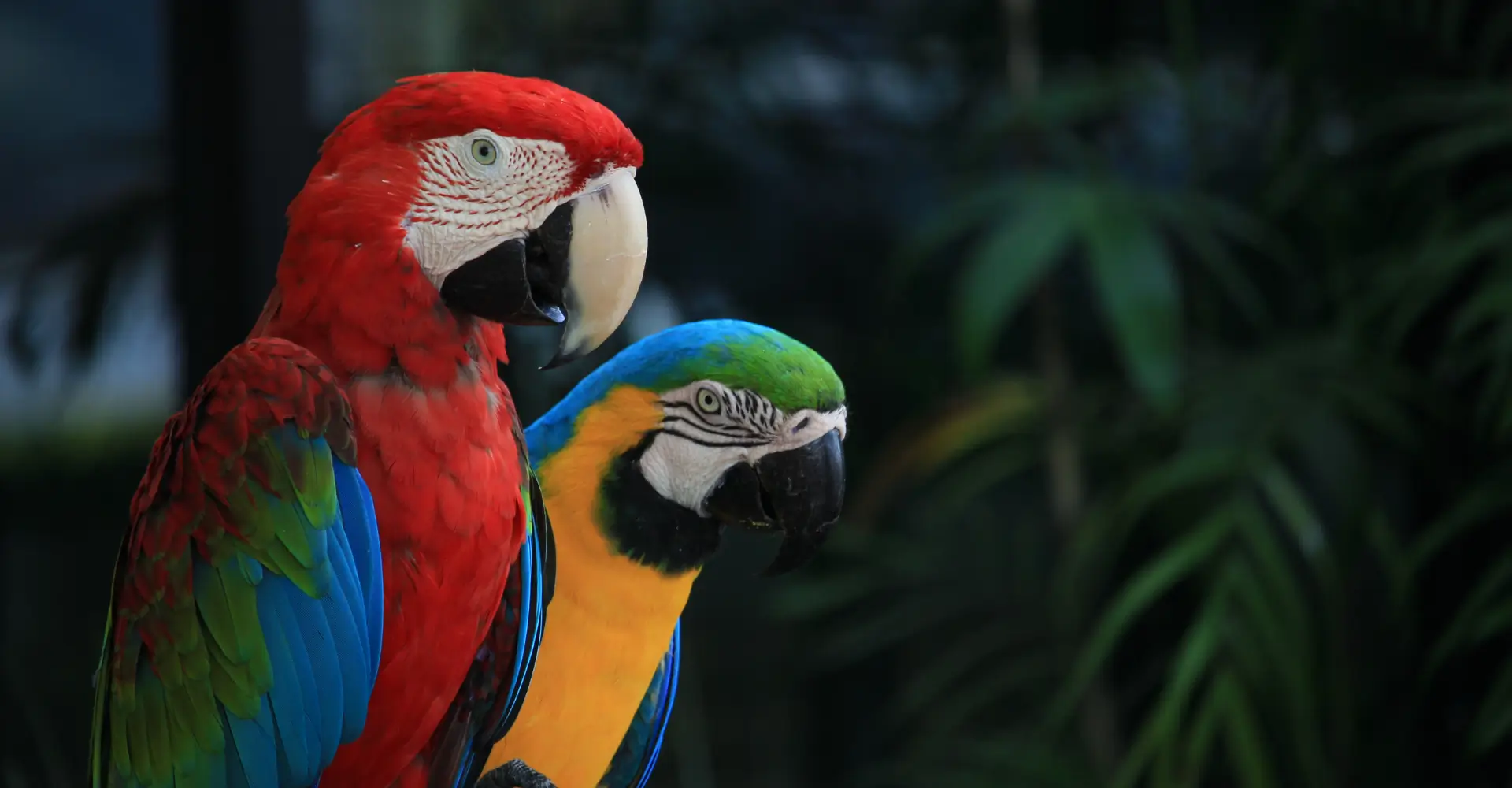 Levantamento de Fauna